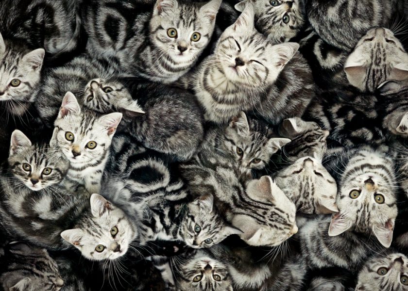 pisicutele cripto poti face bani broker cripto olandez
